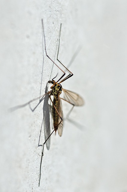 蚊子 阑尾肾瘤 宏 - 上的免费照片
