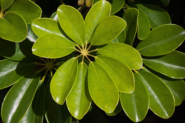 七叶鹅掌楸 植物 树叶 - 上的免费照片