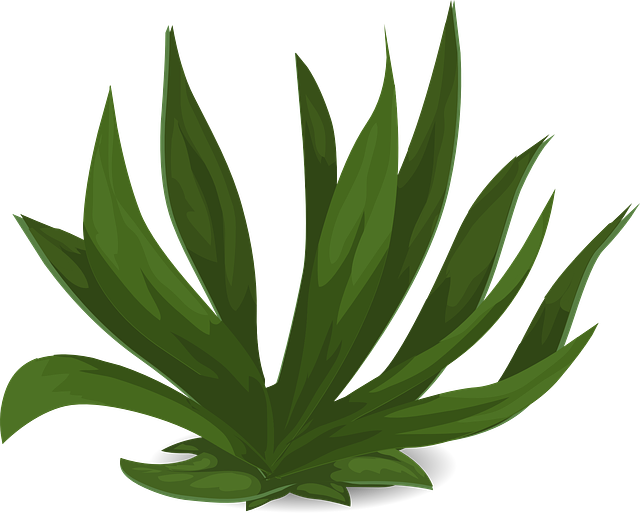 草 绿色 植物 - 免费矢量图形