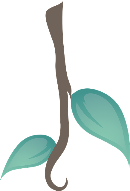 藤本植物 叶子 植物 - 免费矢量图形