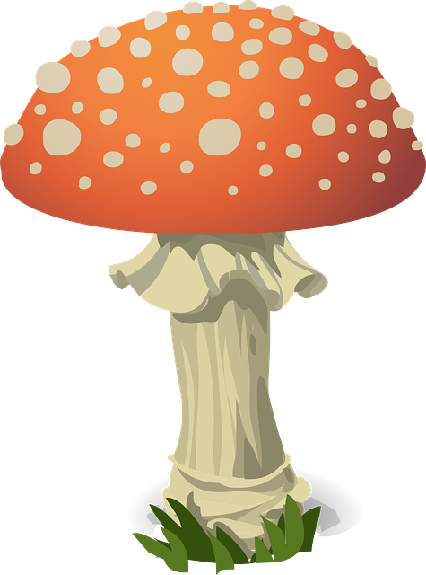 蘑菇 飞木耳 红色的 - 免费矢量图形