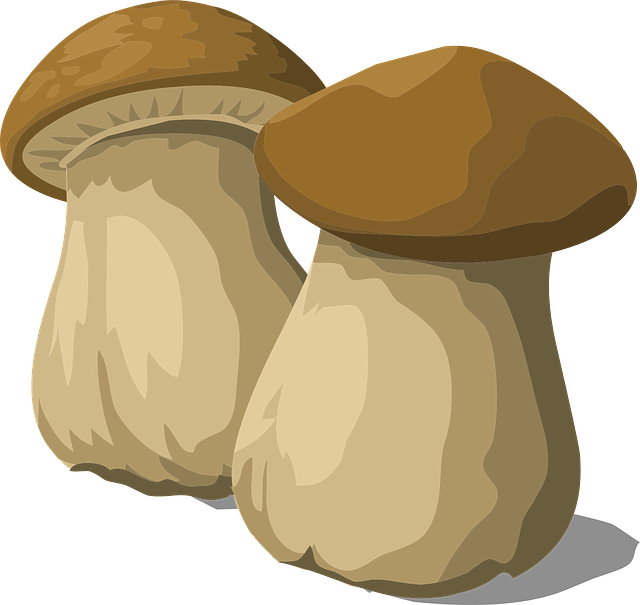 牛肝菌 蘑菇 菌 - 免费矢量图形