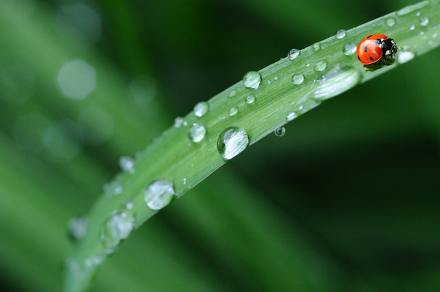 雨滴 床单 瓢虫 - 上的免费照片