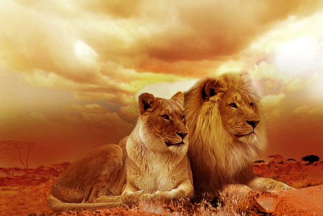 狮子 夫妻 苹果浏览器 - 上的免费照片