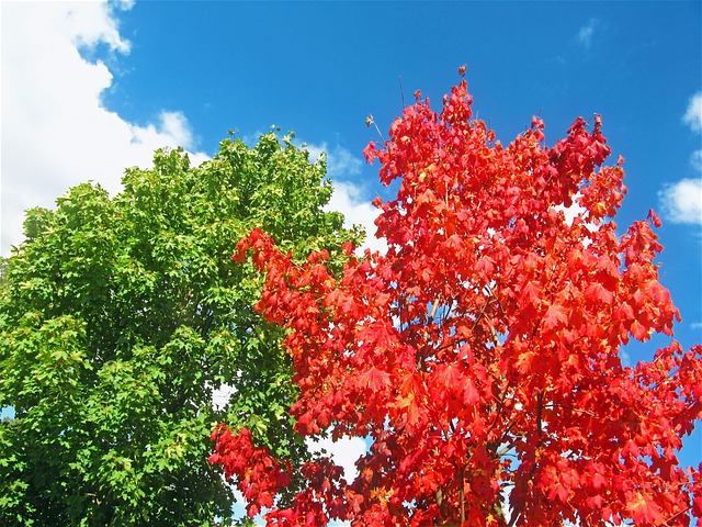 枫树 红色的树 两棵树 - 上的免费照片