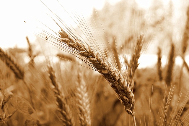麦穗 小麦 粮食 - 上的免费照片