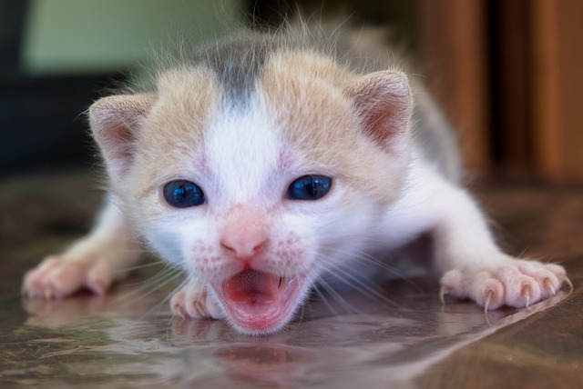 猫 猫科动物 小狗 - 上的免费照片