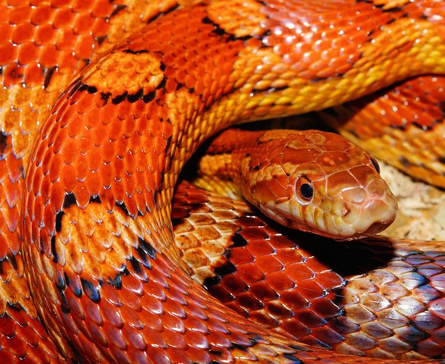 蛇 爬虫 动物 - 上的免费照片