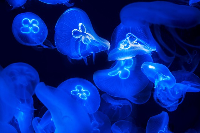 海蜇 海 水 - 上的免费照片