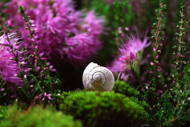 蜗牛 壳 软体动物 - 上的免费照片