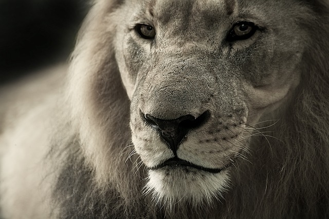 狮子 王 脸 - 上的免费照片