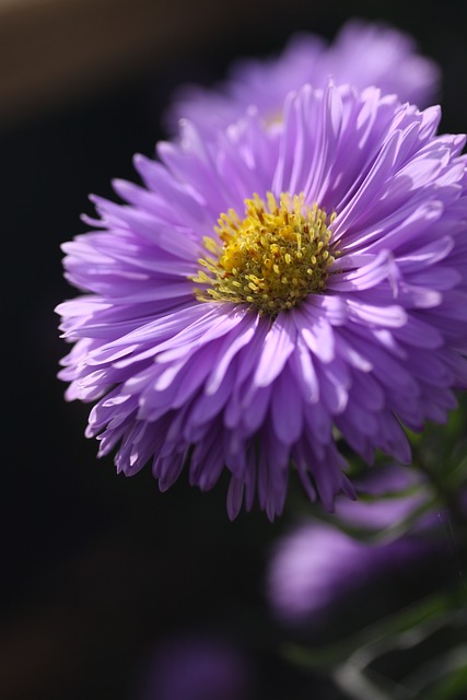 翠菊 花 紫色的 - 上的免费照片