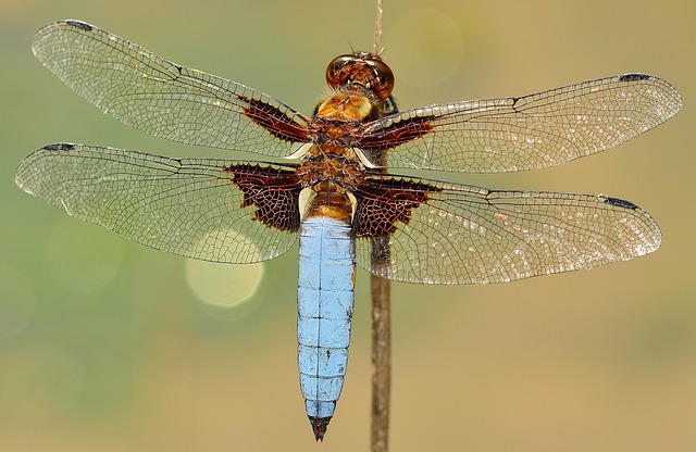 昆虫 翅膀 蜻蜓 - 上的免费照片