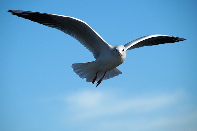 海鸥 鸟 航班 - 上的免费照片