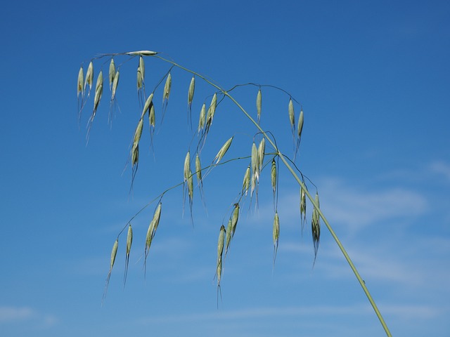 燕麦 粮食 农业 - 上的免费照片