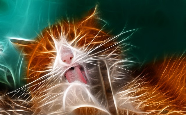 猫 可爱的 小猫 - 上的免费图片