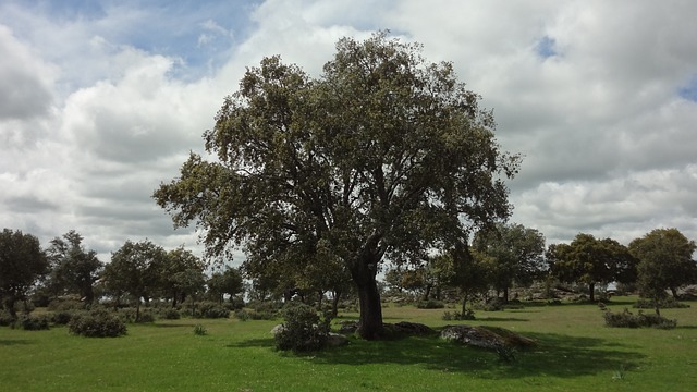大殿 场地 - 上的免费照片