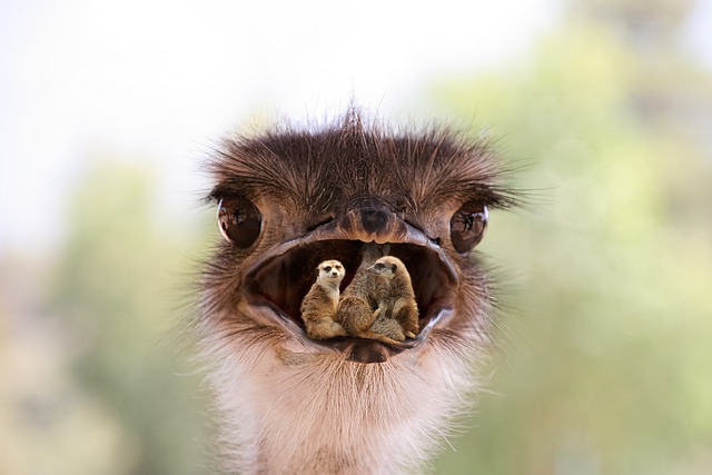 鸵鸟 动物 在家 - 上的免费照片