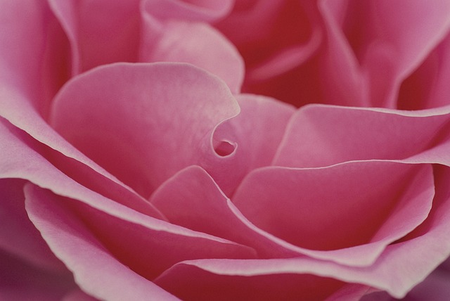 粉色的 玫瑰 花 - 上的免费照片