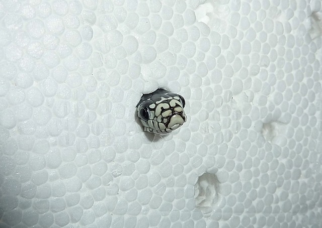 链蛇 灯鱼 数落 - 上的免费照片