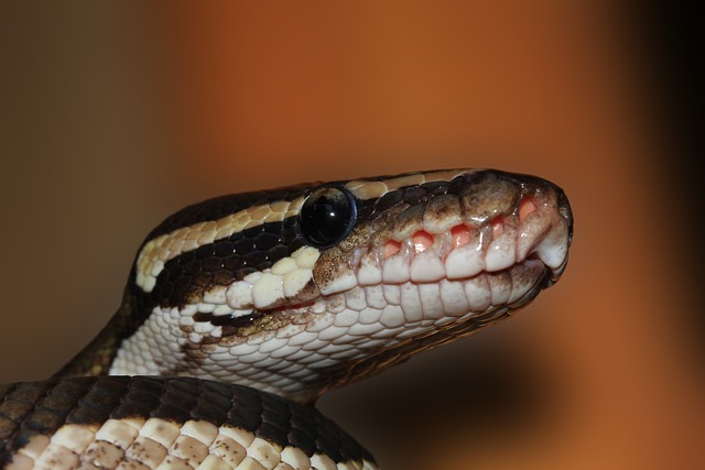 线 球 Python 蟒蛇 - 上的免费照片