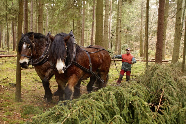 回马 森林 落下 - 上的免费照片