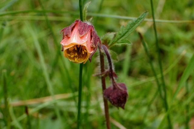 巴赫 Avens 竞争对手 开花 - 上的免费照片