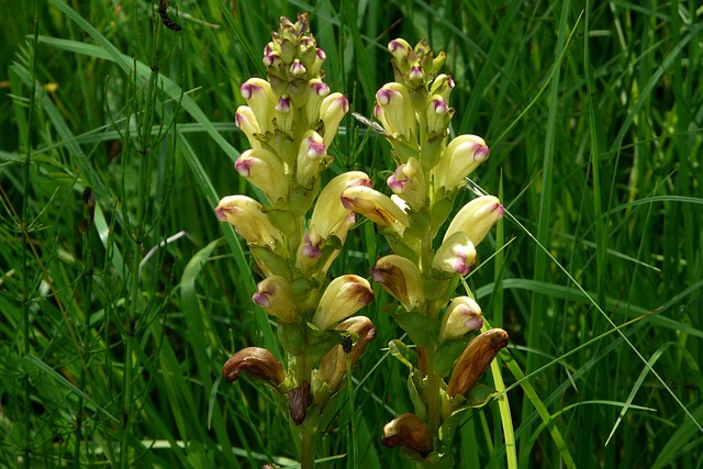 查尔斯权杖 椎弓根 开花 - 上的免费照片