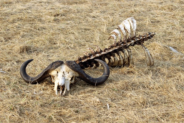腐肉 水牛 野蛮的 - 上的免费照片