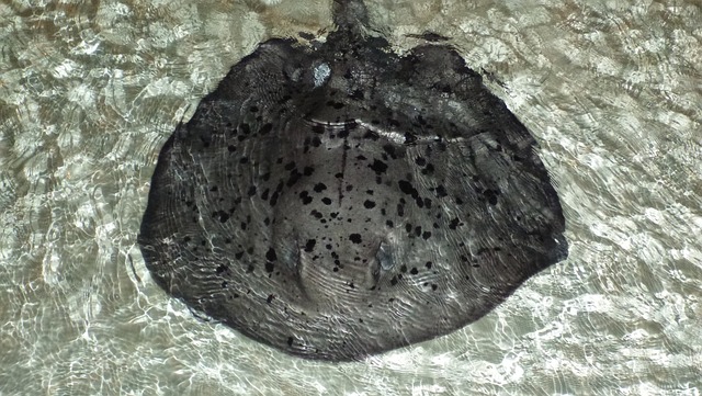 动物 闻到 水下 - 上的免费照片