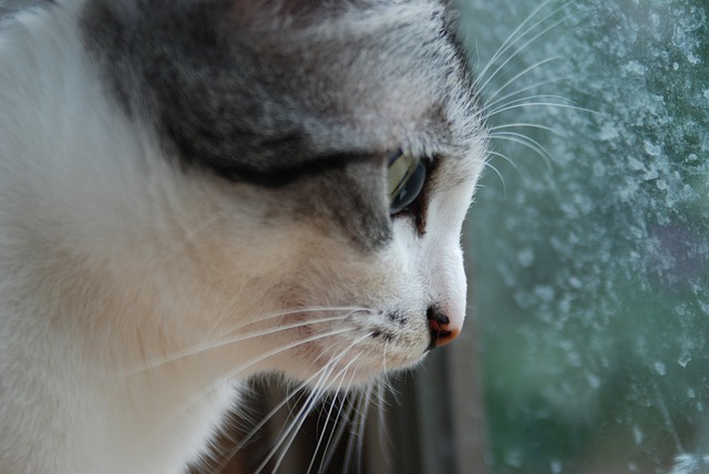 猫咪 猫 可爱 - 上的免费照片