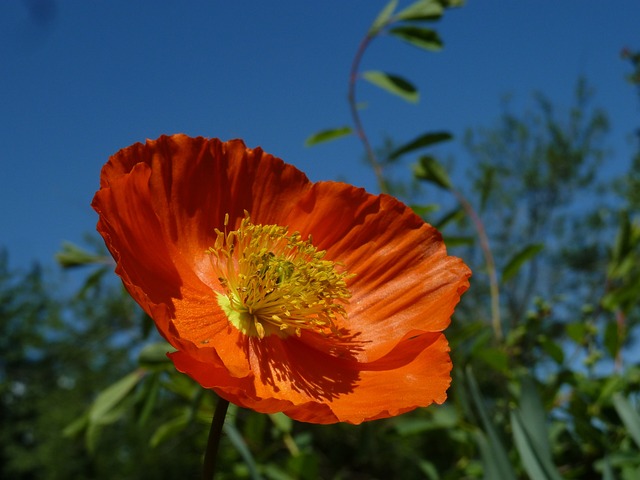 Eschscholzia 夜蛾 橙色的 罂粟植物 - 上的免费照片