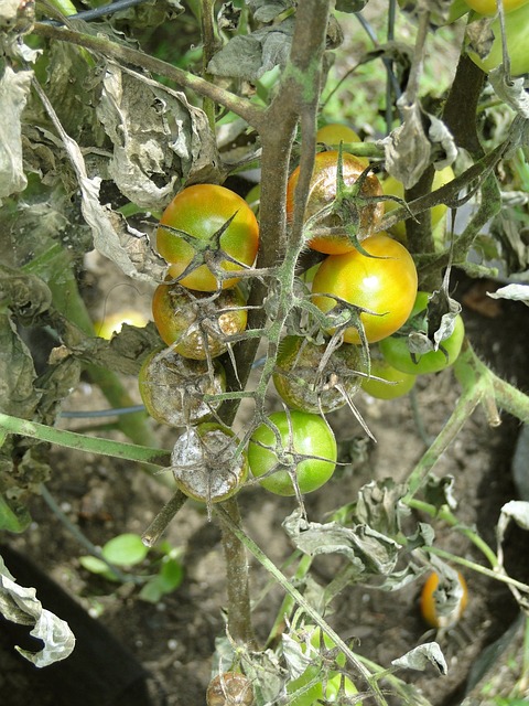 番茄 叶枯病 疾病 - 上的免费照片