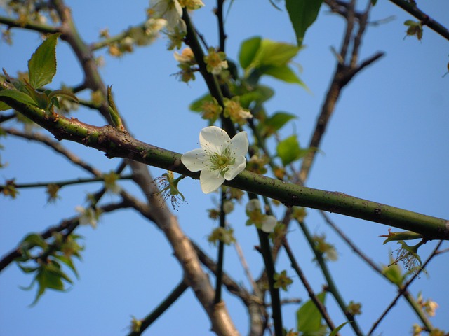 梅花 Japanese Apricot 蔣氏故居 - 上的免费照片