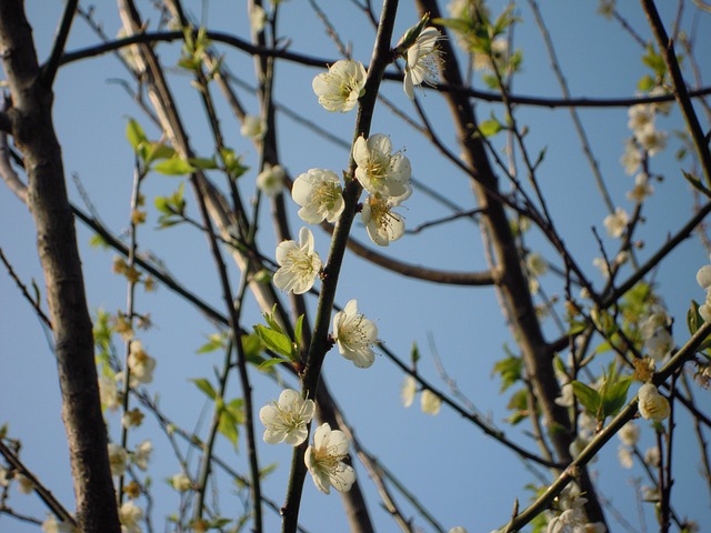 梅花 春天 Japanese Apricot - 上的免费照片