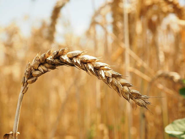 麦穗 小麦 长钉 - 上的免费照片
