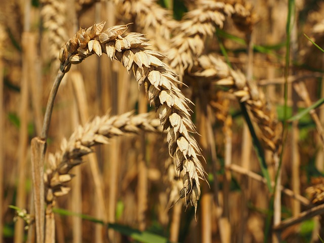 麦穗 面包小麦 种子小麦 - 上的免费照片