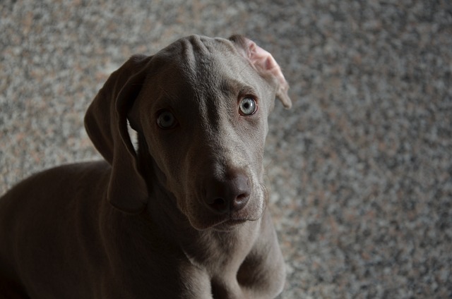 狗 小狗 猎犬 - 上的免费照片