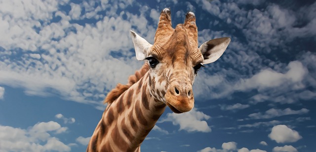 长颈鹿 动物 面部表情 - 上的免费照片