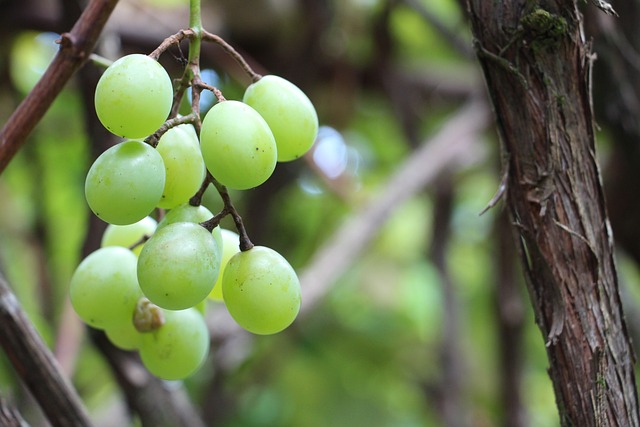 自然 Uva 水果 - 上的免费照片