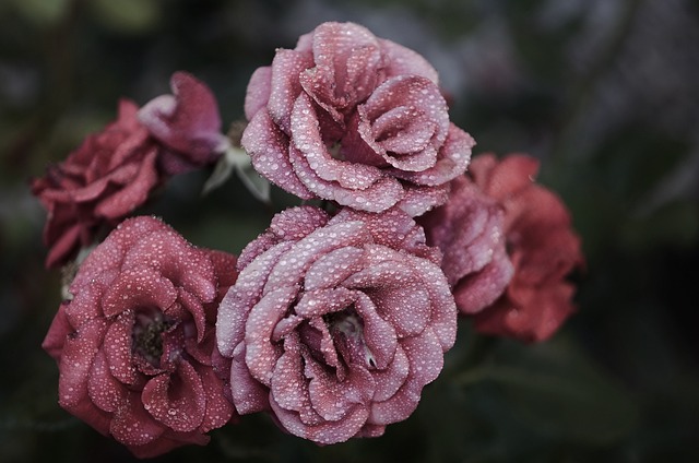 玫瑰 花朵 露 - 上的免费照片