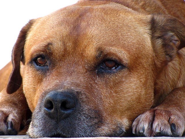 狗 家畜 国内动物 - 上的免费照片