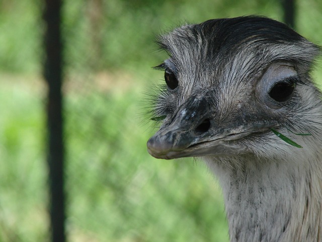 鸸 动物 - 上的免费照片