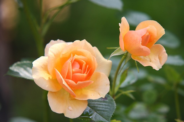 玫瑰 橙色玫瑰 花朵 - 上的免费照片