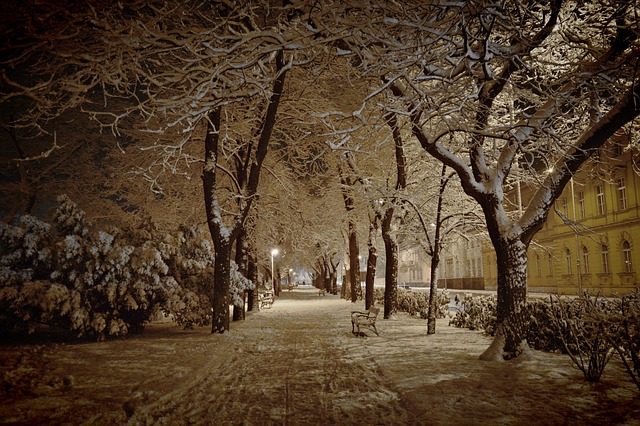 雪 冬季 一月 - 上的免费照片