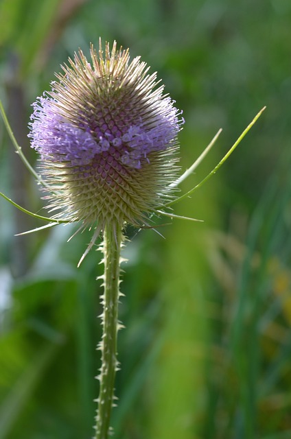 蓟 驴蓟 - 上的免费照片