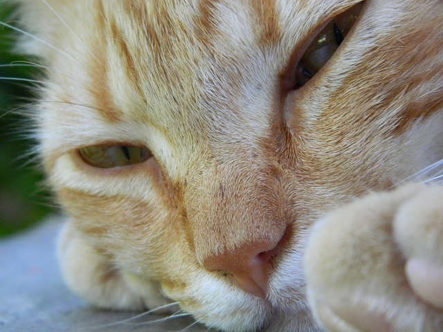 猫 小猫咪 我的孩子 - 上的免费照片