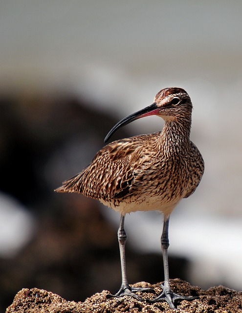 Whimbrel 鸟 欧亚的风笛 - 上的免费照片