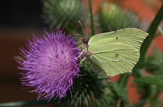 白 蝴蝶 蓟 - 上的免费照片