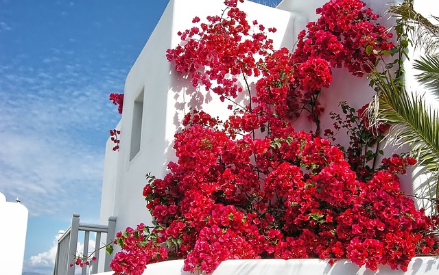 米科诺斯岛 希腊 鲜花 - 上的免费照片